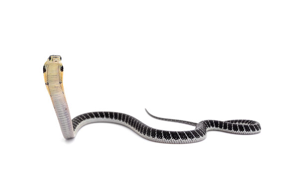 King of snakes. Baby king cobra snake - Ophiophagus bungarus from the forests of southern Thailand isolated on white background.