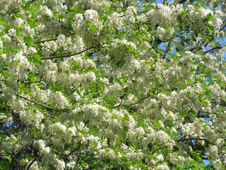 Robinia pseudoacacia background