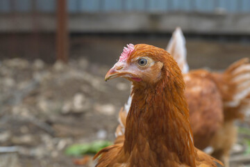 Portrait of young red laying hen