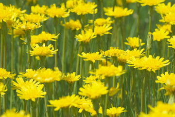 A clearing of bright yellow flowers in a green meadow