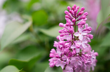 Branch of blooming lilac. Natural background. Close-up. Selective focus.