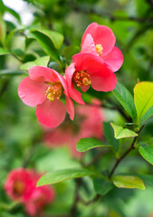 Beautiful spring background with red flower of Chaenomeles japonica. Close-up. Selective focus.