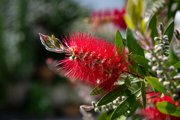 crimson bottlebrush flower