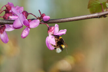 Abejorro en flor del &aacute;rbol del amor