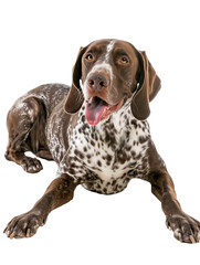 Full body shot of German Shorthaired Pointer dog, lying down, smiling.