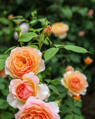 バラの花が咲いている