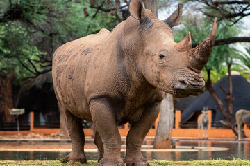 Wild african animals. Portrait of a  white Rhino grazing in a National park