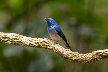 Black-naped Monarch perched on a branch in the forest