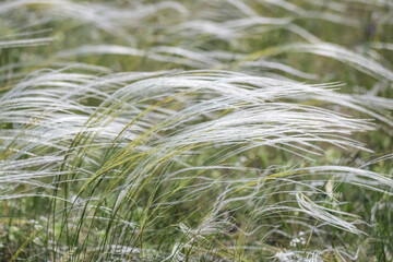 Meadow overgrown with feathergrass in the windy day as a background
