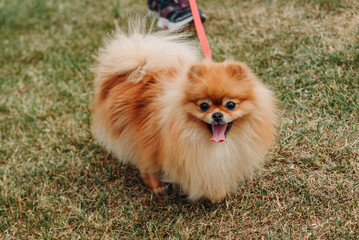 red pomeranian dog walks on green grass in park in sunny summer day, looking at camera, tongue out, walking on leash with owner, dogwalking concept