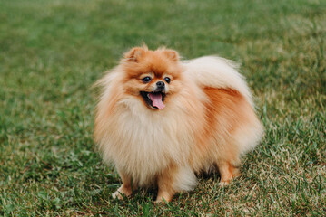 red pomeranian dog walks on green grass in park in sunny summer day, tongue out, dogwalking concept