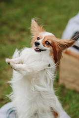 red and white papillon dog lying on gray armchair bag on green grass in park in sunny summer day, standing on hind legs, dogwalking concept, vertical