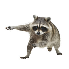 Obraz premium Playful Raccoon Posing on White Background
