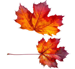 Fototapeta premium Detailed close-up of a vibrant red maple leaf on a transparent background, showcasing its intricate veins and autumn colors. Perfect for seasonal designs and nature projects.