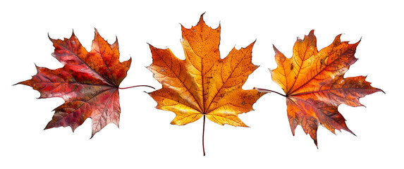 Fototapeta premium vibrant red maple leaf on a transparent background, showcasing its intricate veins and autumn colors. Perfect for seasonal designs and nature projects.