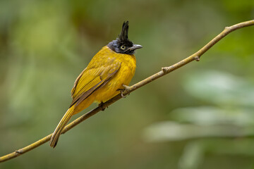 Black-crested bulbul perched on a branch in the forest
