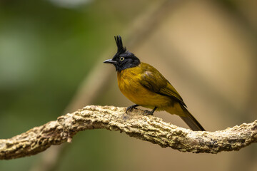 Black-crested bulbul perched on a branch in the forest