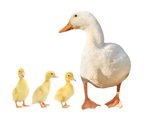Duck and small fluffy ducklings on white background