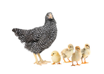 Chicken with cute chicks on white background