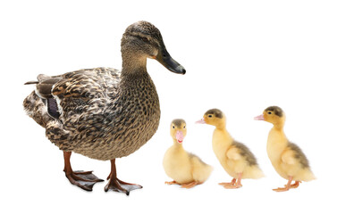 Duck and small fluffy ducklings on white background