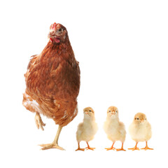 Chicken with cute chicks on white background