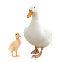 Duck and small fluffy duckling on white background