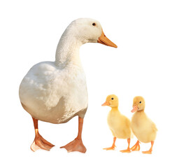 Duck and small fluffy ducklings on white background