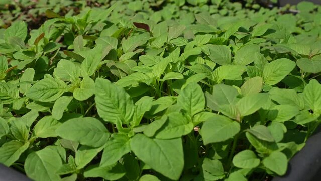 Fresh green Amaranthus plants closeup in a vegetable bed in garden