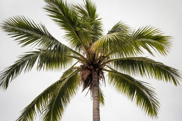 palm tree isolated on white