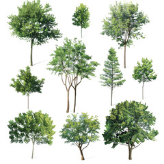 Collection of Various Watercolor Trees, Ideal for Environmental and Landscape Projects, Isolated on Transparent Background