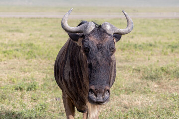 Tanzania - Ngorongoro crater - blue wildebeest (Connochaetes taurinus)