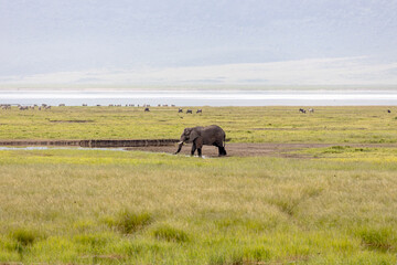 Tanzania - Ngorongoro crater - African bush elephant (Loxodonta africana)