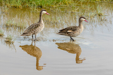 Obraz premium Tanzania - Ngorongoro crater - red-billed teal (Anas erythrorhyncha) 
