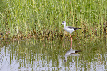 Tanzania - Ngorongoro crater - black-winged stilt (Himantopus himantopus)