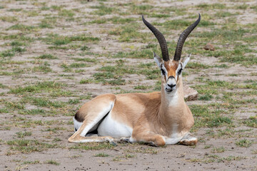 Tanzania - Ngorongoro crater -  Grant's gazelle (Nanger granti)