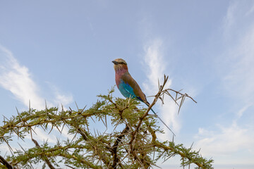 Tanzania - Ngorongoro crater - lilac-breasted roller (Coracias caudatus)