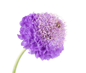 Scabious flower isolated on white background. Knautia arvensis. Purple double flower of scabiosa.