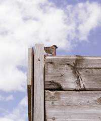 bird house on a fence