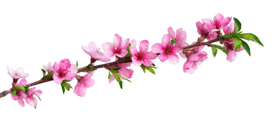 Peach flowers isolated on white background. Nectarine branch with pink flowers.