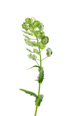 Thlaspi arvense isolated on white background. Flattened, oval seedpods of Field Pennycress. Medicinal herb.