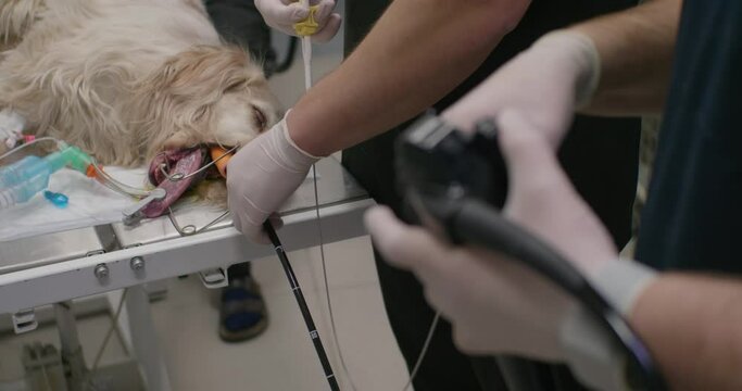 A dog lies under anesthesia on a surgical table while a veterinarian performs a gastroscopy. A veterinarian examines a dog's stomach using a gastroscope. Gastroscopy in a dog.