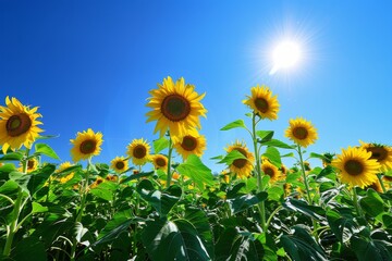 A stunning sunflower field basking in the warm sunlight under a clear blue sky. The bright yellow petals shine like a thousand tiny suns.