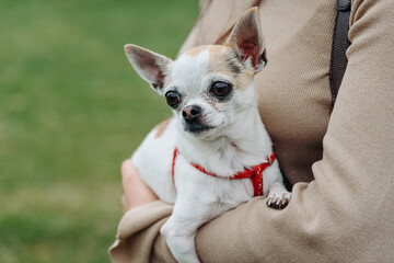 red and white chihuahua dog sitting on owner hands at walk in park in sunny summer day, dogwalking concept, copy space