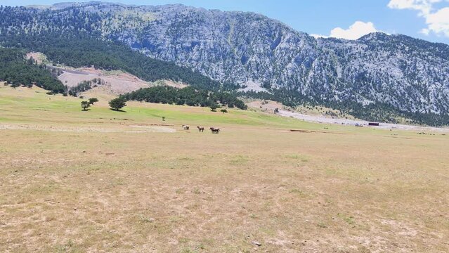 mustangs (wild horses) are running and escaping from drone at Eynif Plateau, Antalya