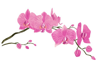 Beautiful floral watercolor pink orchid flower branch.