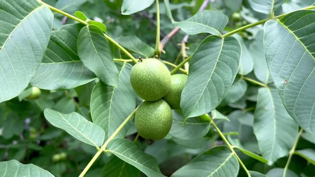 green unripe nuts hanging on a walnut tree branch