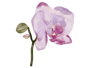 Beautiful floral watercolor Purple orchid flower isolated on a white background.
