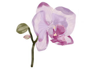 Beautiful floral watercolor Purple orchid flower isolated on a white background.
