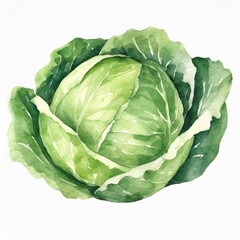 Obraz premium Hand drawn watercolor green cabbage vegetable isolated on white background