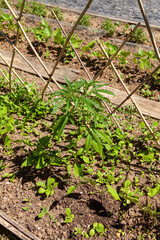 Au potager - gros plan sur des jeunes plants de légumes dans une rangée du potager familial